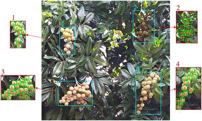 A longan yield estimation approach based on UAV images and deep learning